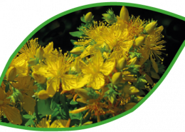 Foto Blüten Johanniskraut in Blattform