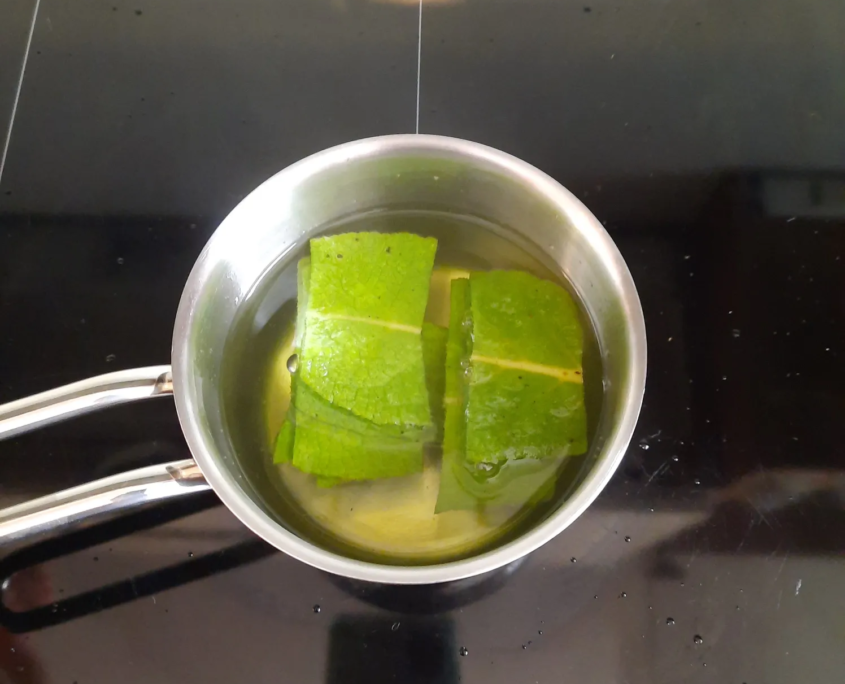 Herstellung des Königskerzenblätter-Wassers. Dazu ziehen Blätter der Königskerze in einem Topf