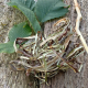 Haselrinde und Blätter des Hasenussstrauchs