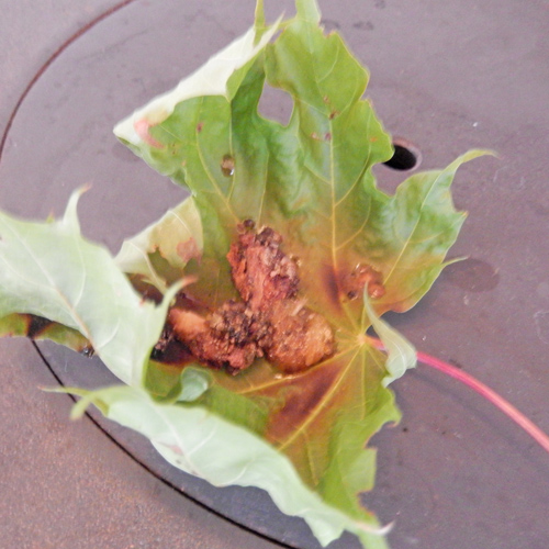 Baumharz in einem Blatt auf der Ofenplatte. Ein Rezept aus der Wildnisapotheke Winter