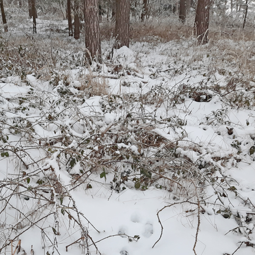Brombeersträucher im Wald als Zutat der Wildnisapotheke des Winters