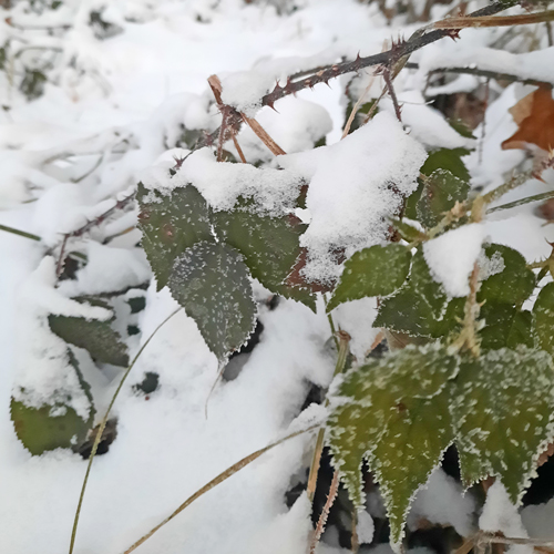 Brombeerblätter verschneit