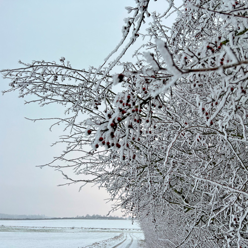 Weißdornhecke: Die Knospen sind Zutat der Wildnisapotheke des Winters.