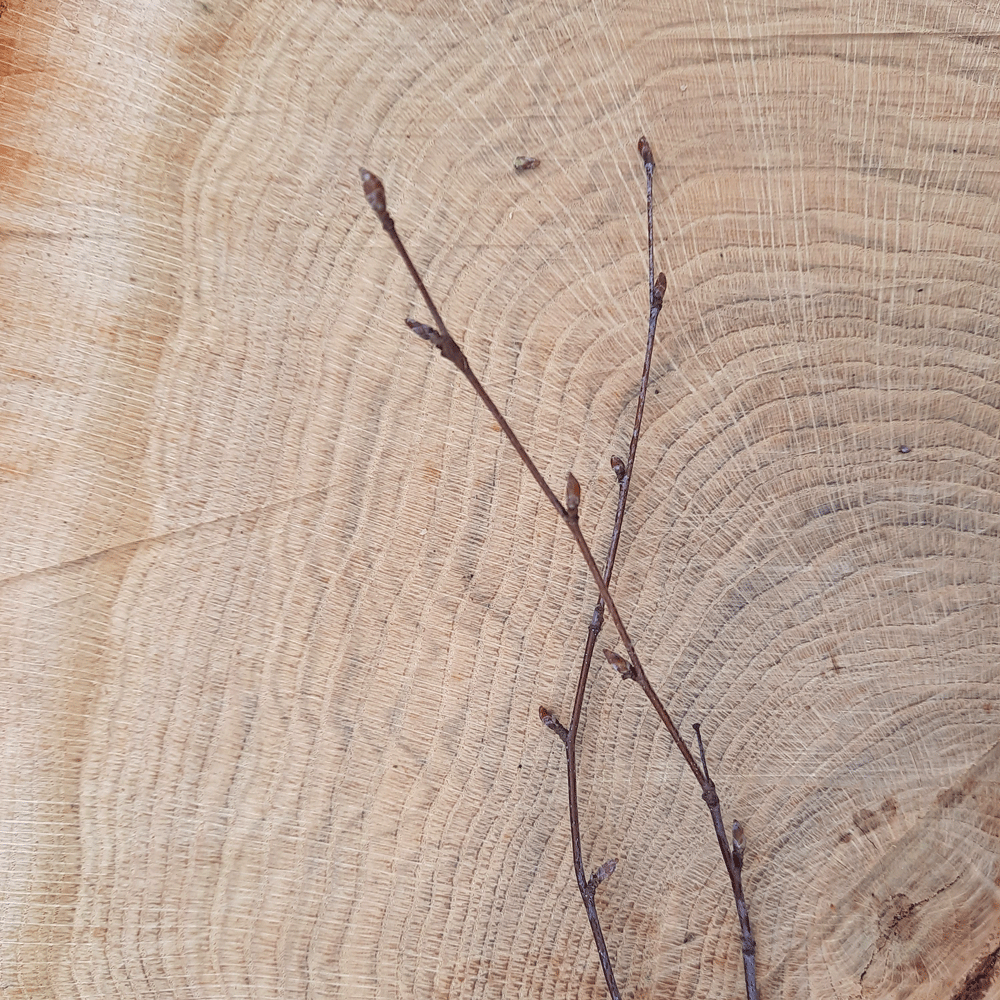 Zweig mit Birkenknospen auf Baumstamm