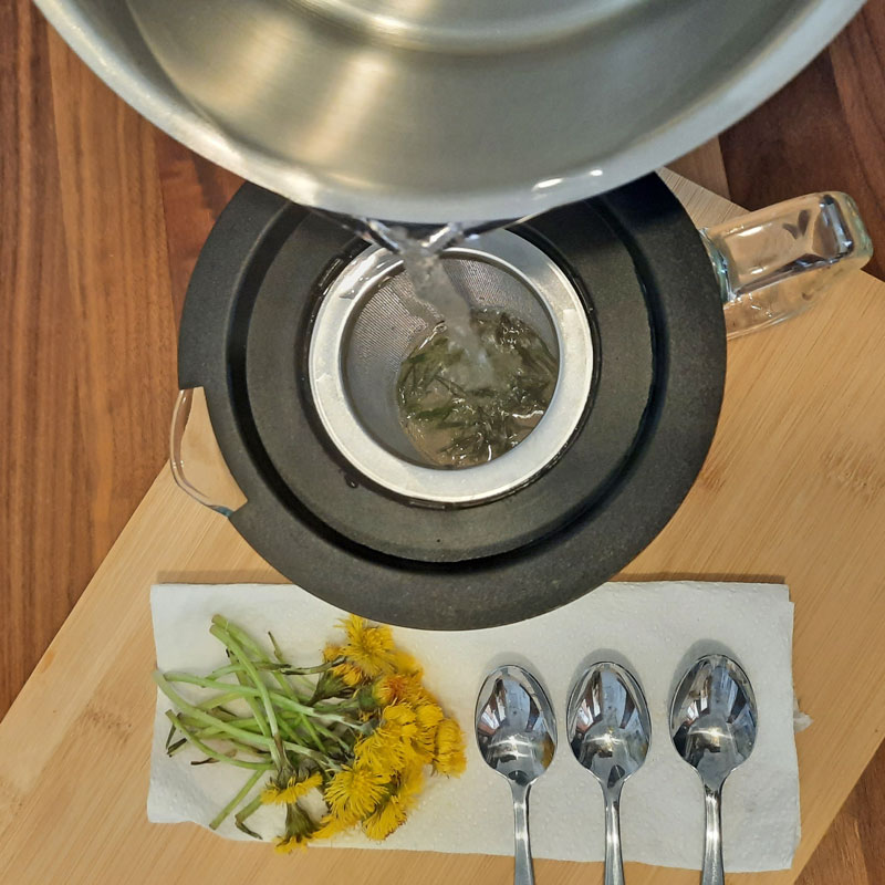 Aufgießen der Huflattichblätter mit kochendem Wasser. Der Tee zur Linderung von Husten und zur Lungenkräftigung wird hergestellt