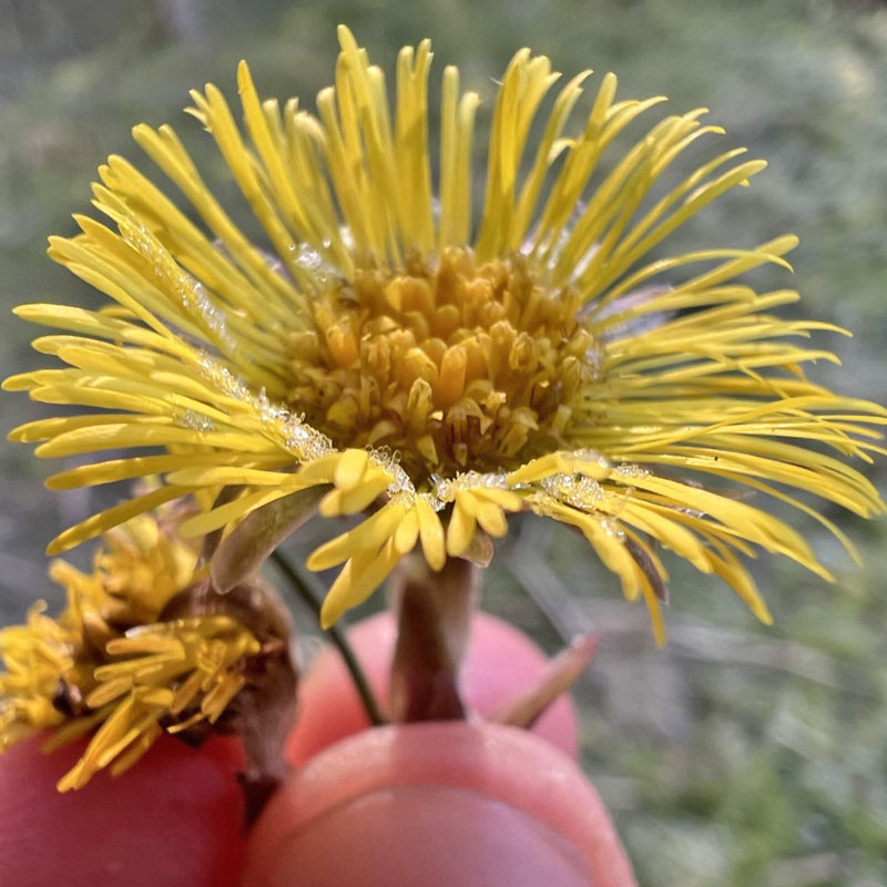 gelbe Blüte des Huflattichs wird zwischen 2 Fingern gehalten