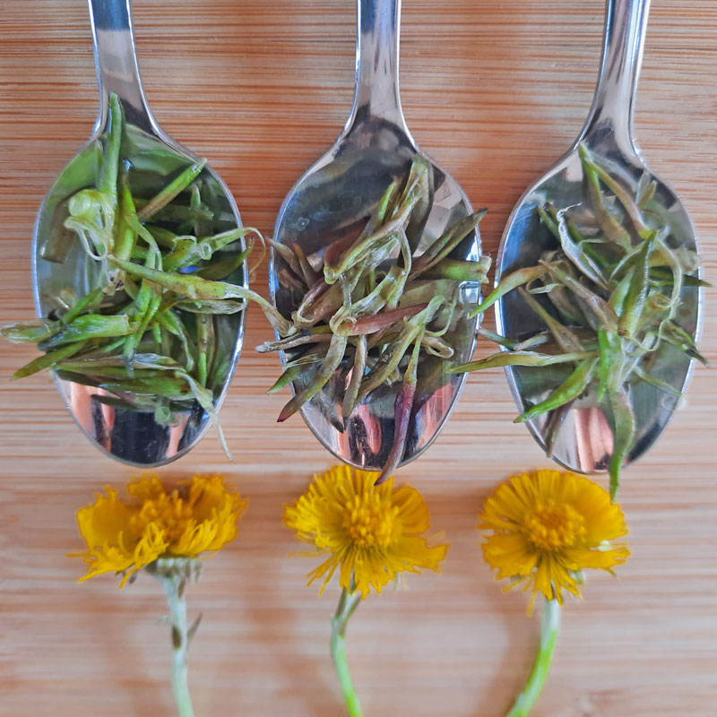 Drei Teelöffel gefüllt mit Huflattichblättern gegenüber 3 Blüten des Huflattichs