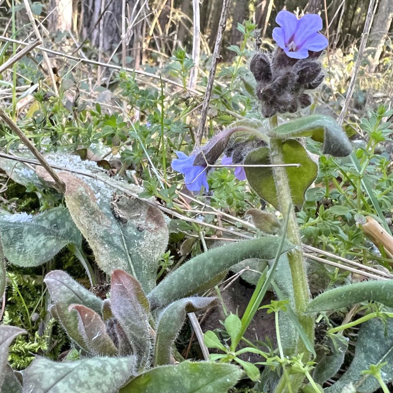 Eine Pflanze Lungenkraut im Wald. Die Blume blüht im März und zu diesem Zeitpunkt wurde das Foto gemacht.