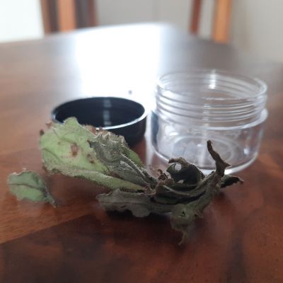 Getrocknete Blätter Lungenkraut liegen auf einem Tisch im Hintergrund ein kleines Schraubglas