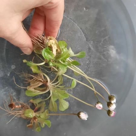 Die gesamte Gänseblümchenpflanze wird in einer transparenten Schüssel mit Wasser gründlich gesäubert