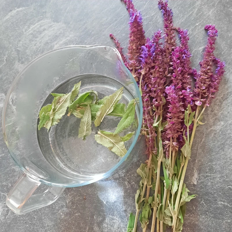 Gläserne Teekanne mit Wasser und Wiesensalbeiblättern. Daneben hängen liegen Zweige des violett und rötlich blühenden Wiesensalbeis