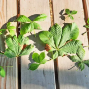 Blätter Rosskastanie die zur Herstellung des Hausmittels bei Hämorrhoiden gebraucht werden. Blätter liegen auf einem Holztisch