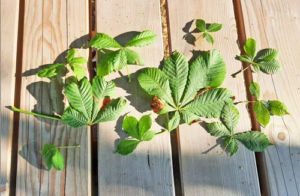 Blätter Rosskastanie die zur Herstellung des Hausmittels bei Hämorrhoiden gebraucht werden. Blätter liegen auf einem Holztisch